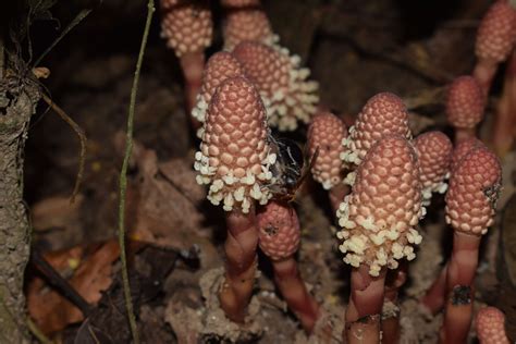 筆頭蛇菰|Balanophoraceae